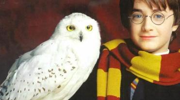 Edvige, l'amica di Harry Potter, e gli altri signori dell'oscurità: i  nottambuli più belli 